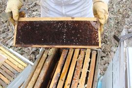  Colony collapse disorder; photo by The BeeMD collection
